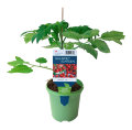 Tomatplanter mix i 11 cm potte